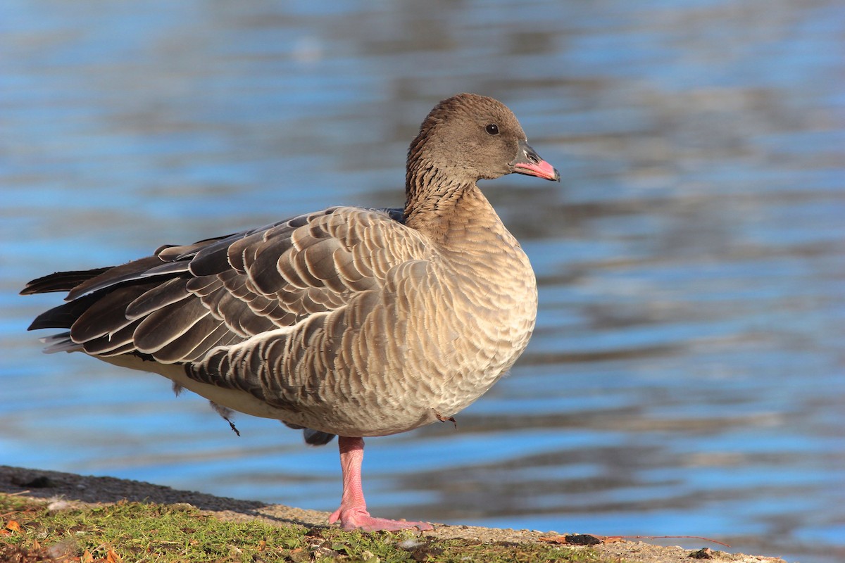 Pink-footed Goose - Shawn Billerman
