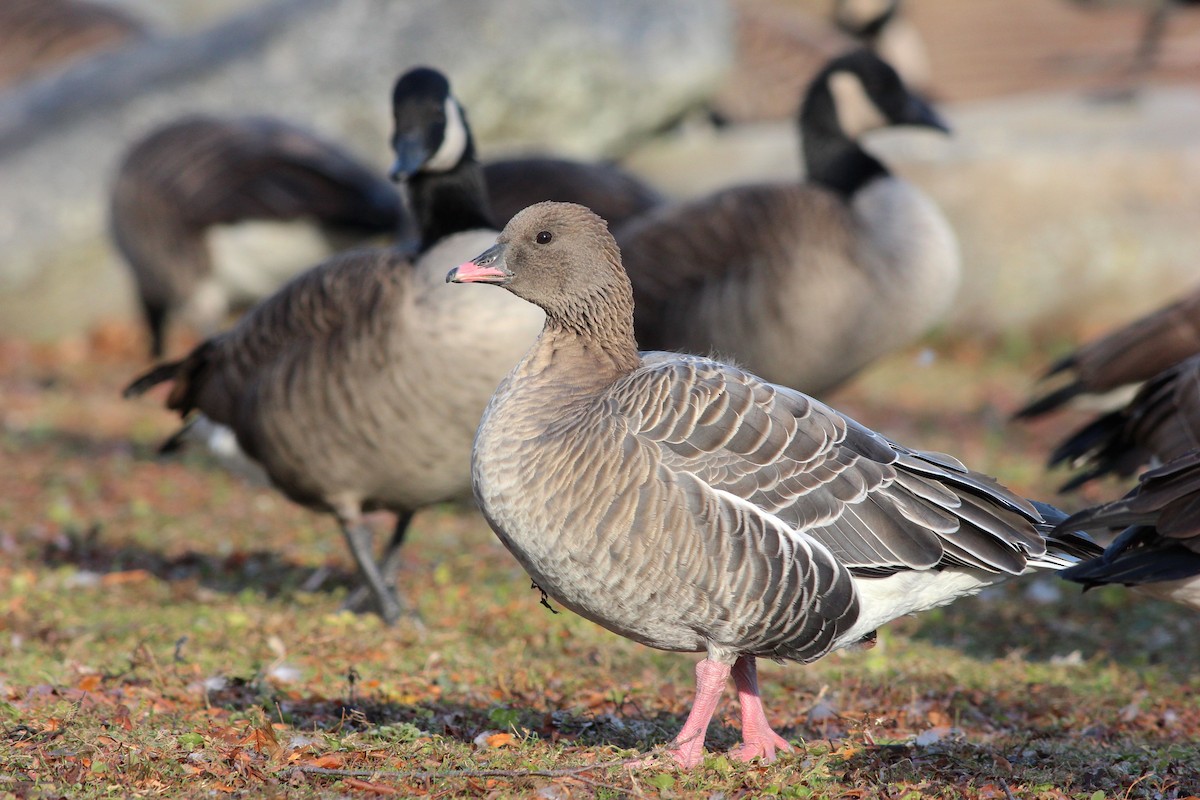 Pink-footed Goose - ML40740961