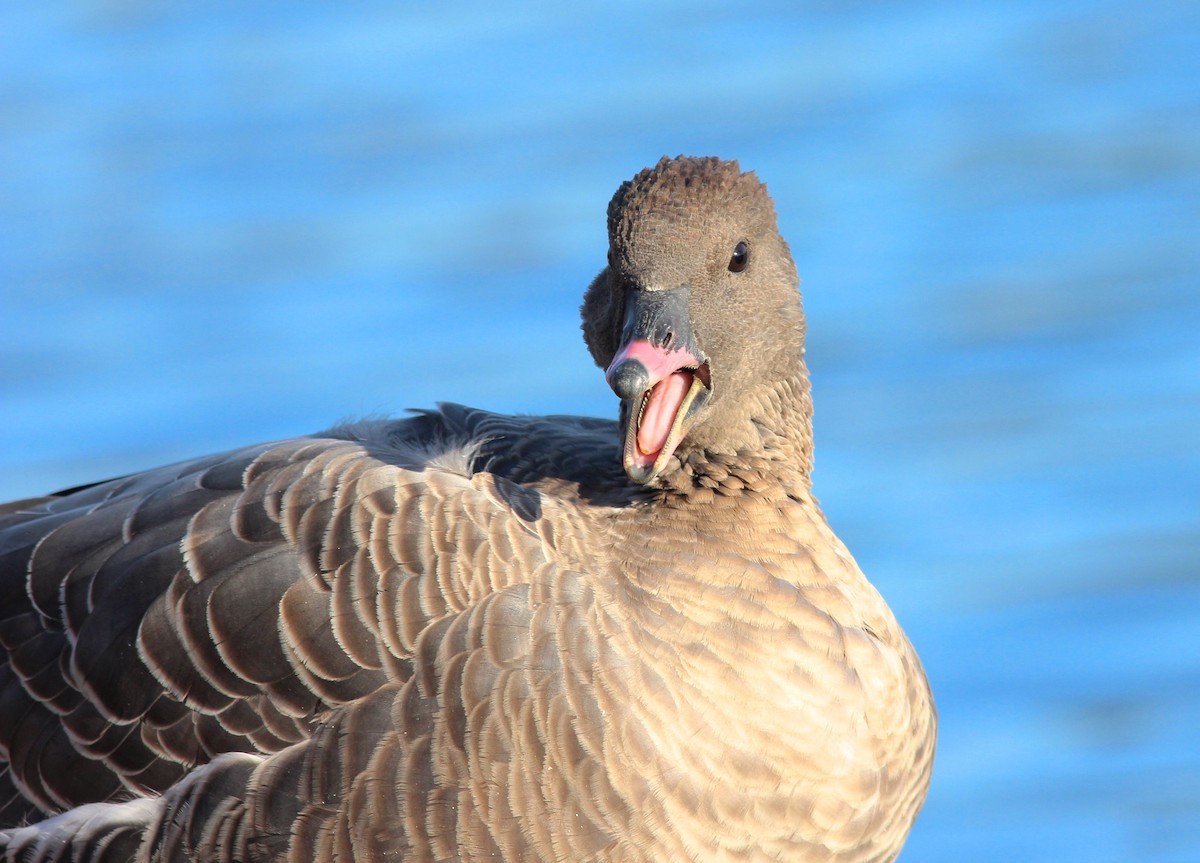 Pink-footed Goose - ML40741021