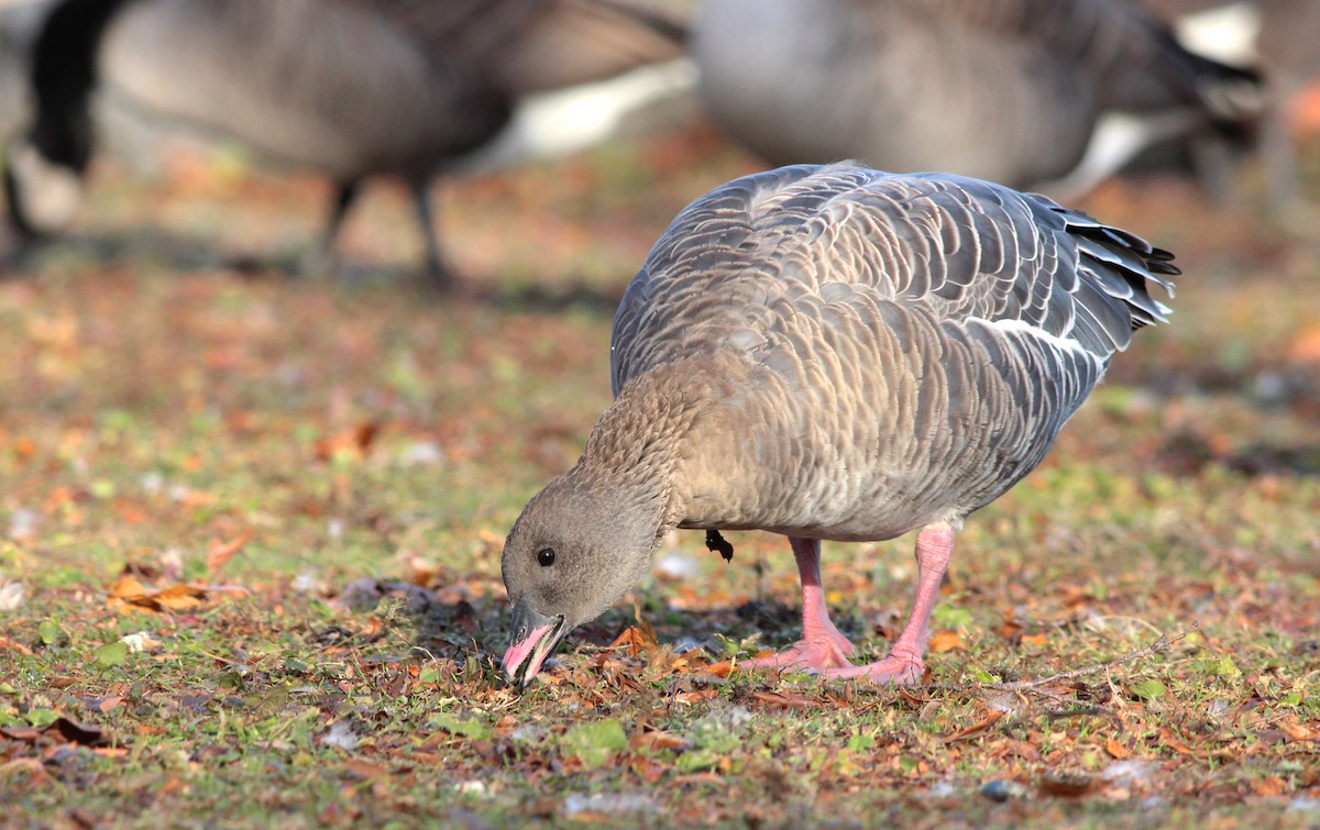 Pink-footed Goose - ML40741031