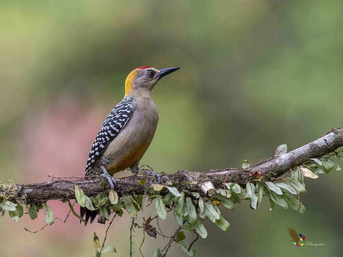 Hoffmann's Woodpecker - fernando Burgalin Sequeria