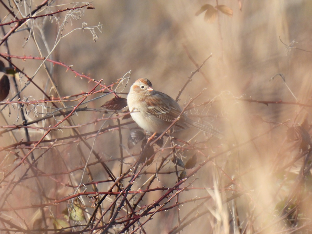 Field Sparrow - ML407417211