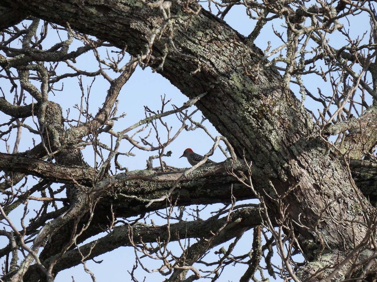 Red-bellied Woodpecker - ML407417401
