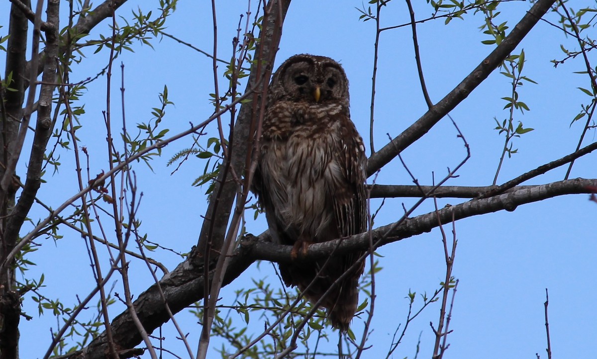 Barred Owl - Mitch Foret