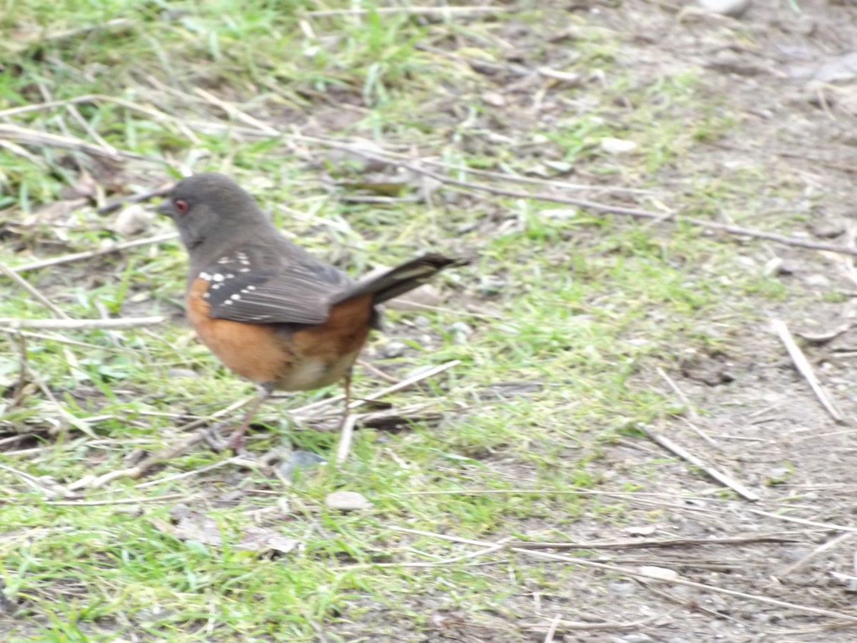 Spotted Towhee - ML407424981
