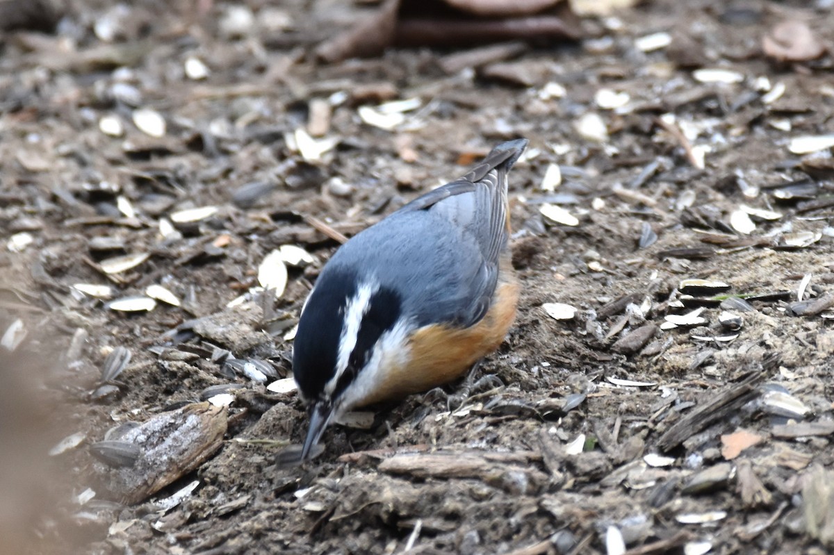 Red-breasted Nuthatch - ML407427381