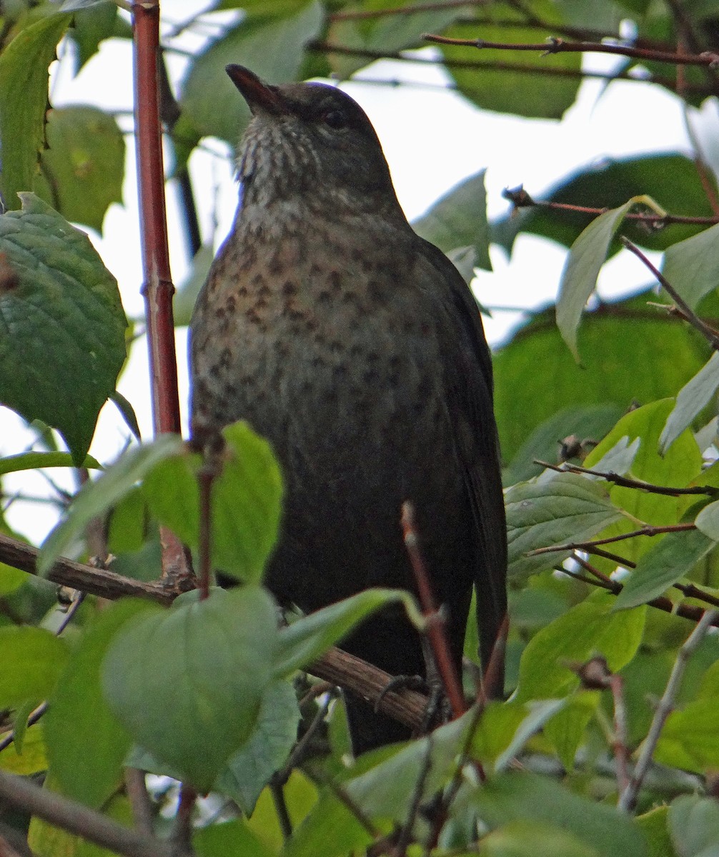 Eurasian Blackbird - ML40742831