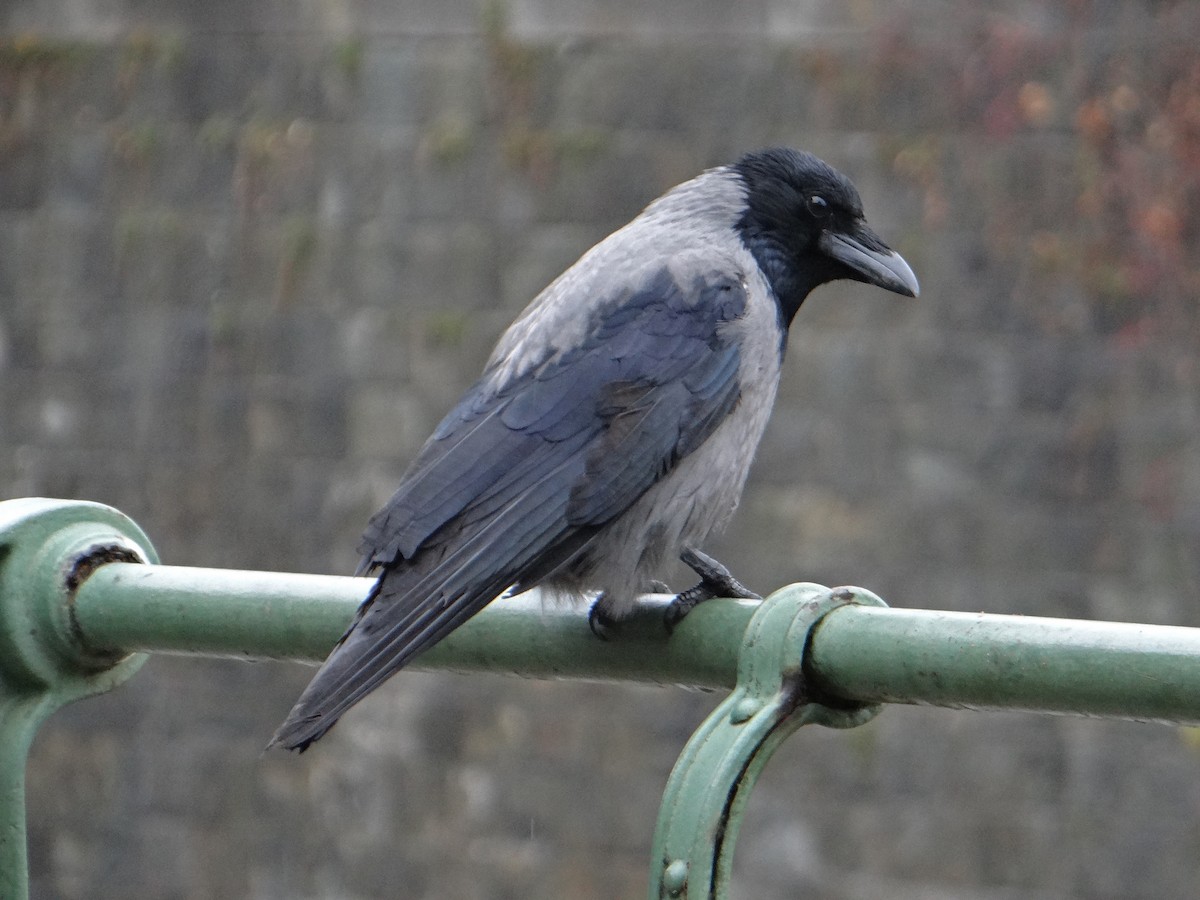 Hooded Crow - kas dumroese