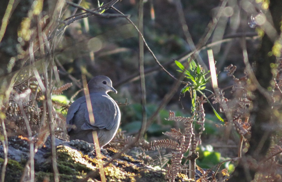 Large-tailed Dove - Ian Davies