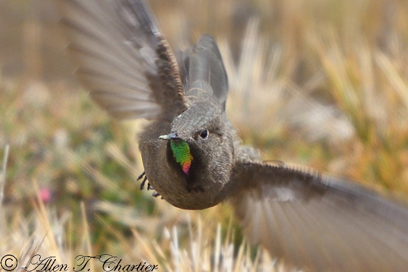 Olivaceous Thornbill - ML407434991
