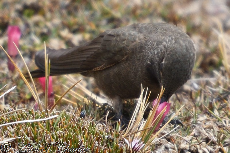 Olivaceous Thornbill - ML407435031
