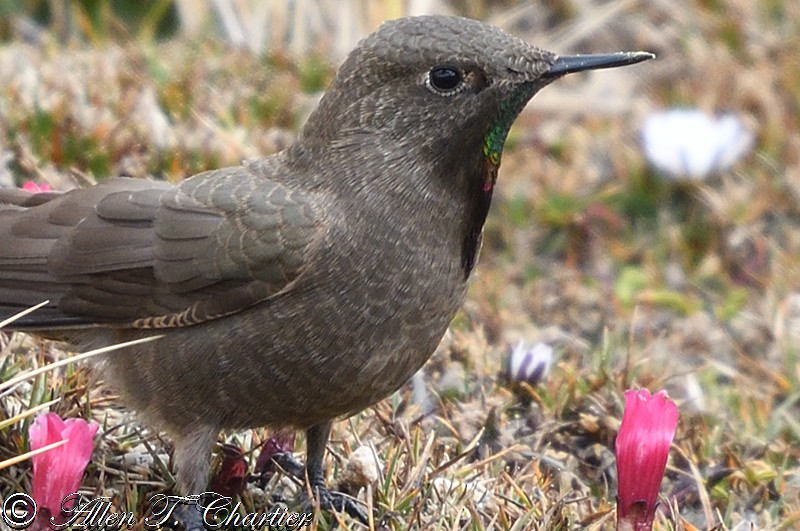 Olivaceous Thornbill - ML407435101