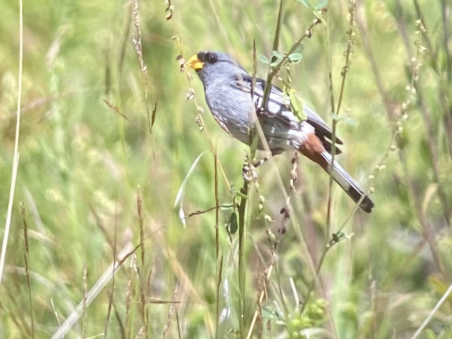 Band-tailed Seedeater - ML407436261