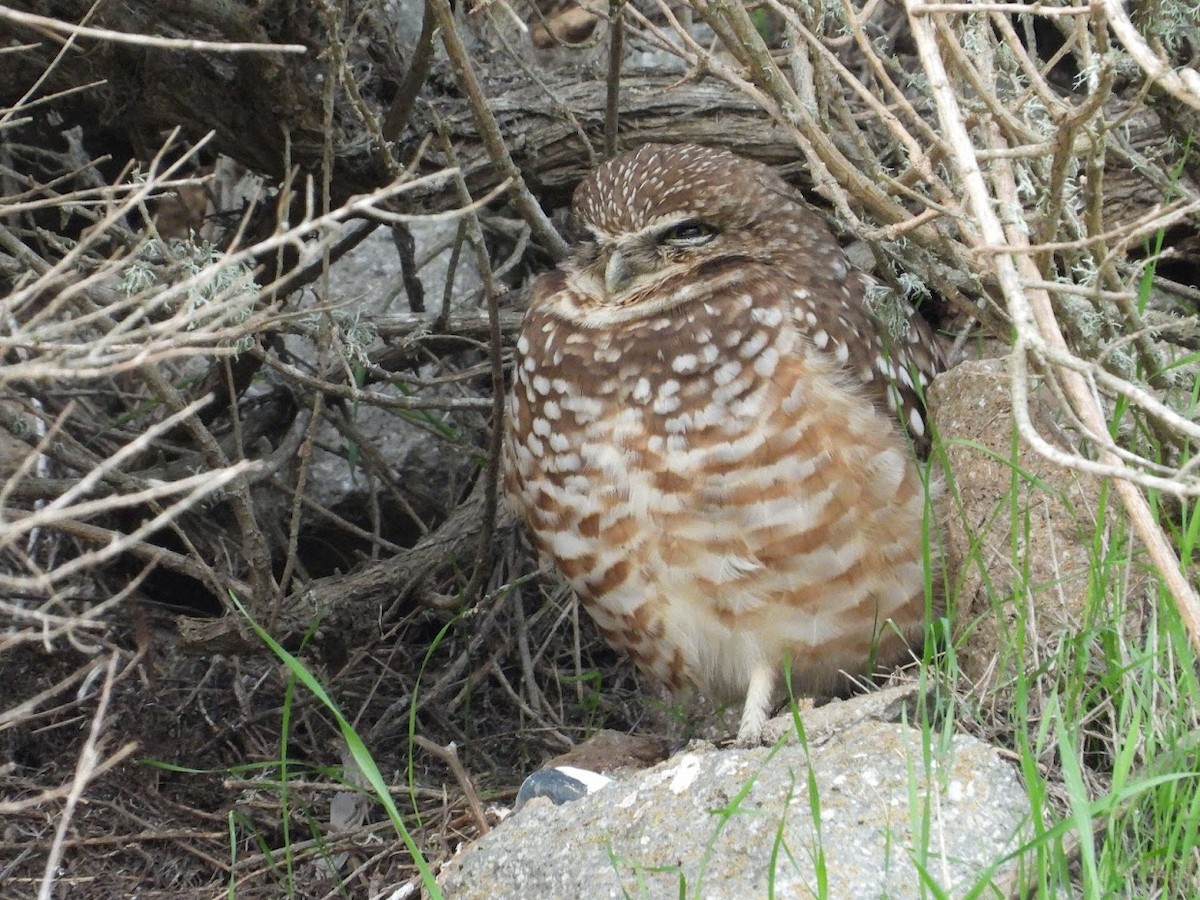 Burrowing Owl - Long-eared Owl