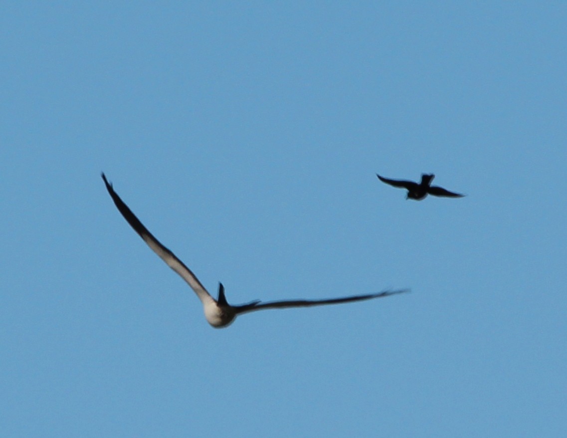 Swallow-tailed Kite - J.A. Smith