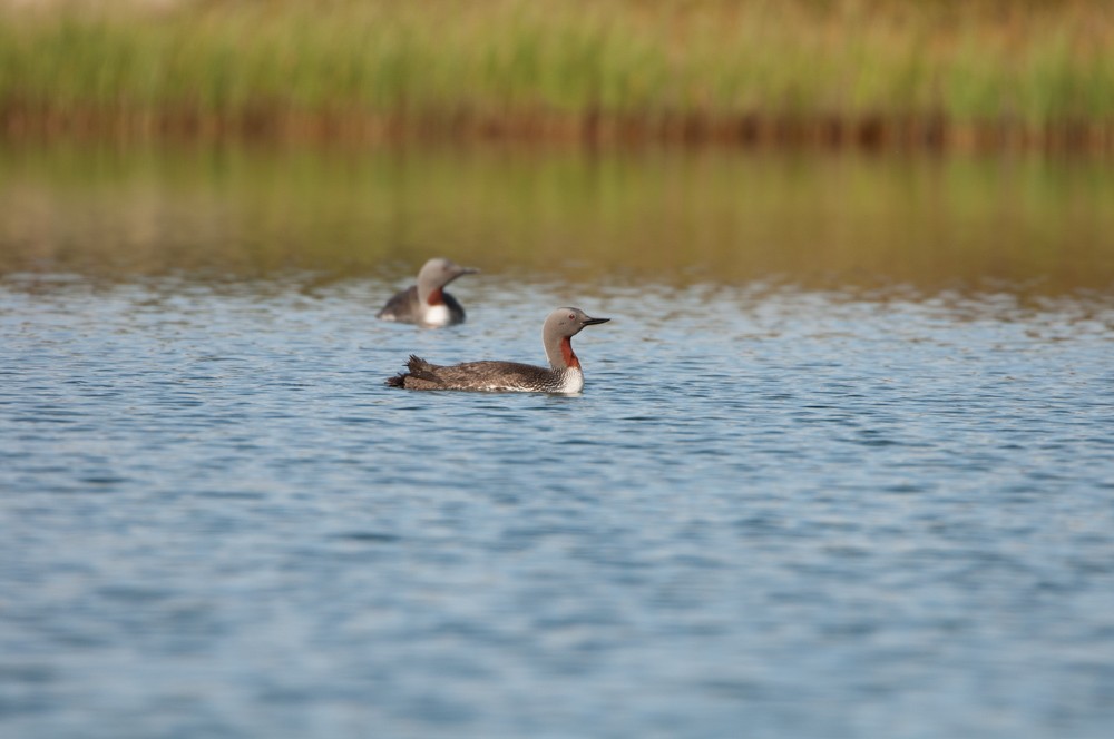 Red-throated Loon - Claire Elliott