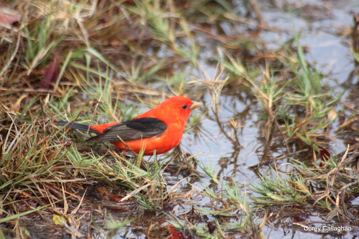 Scarlet Tanager - Corey Callaghan