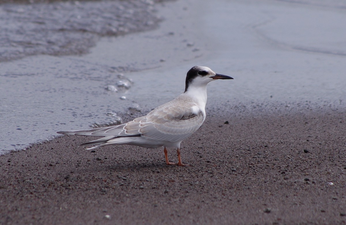Common Tern - John Allendorf