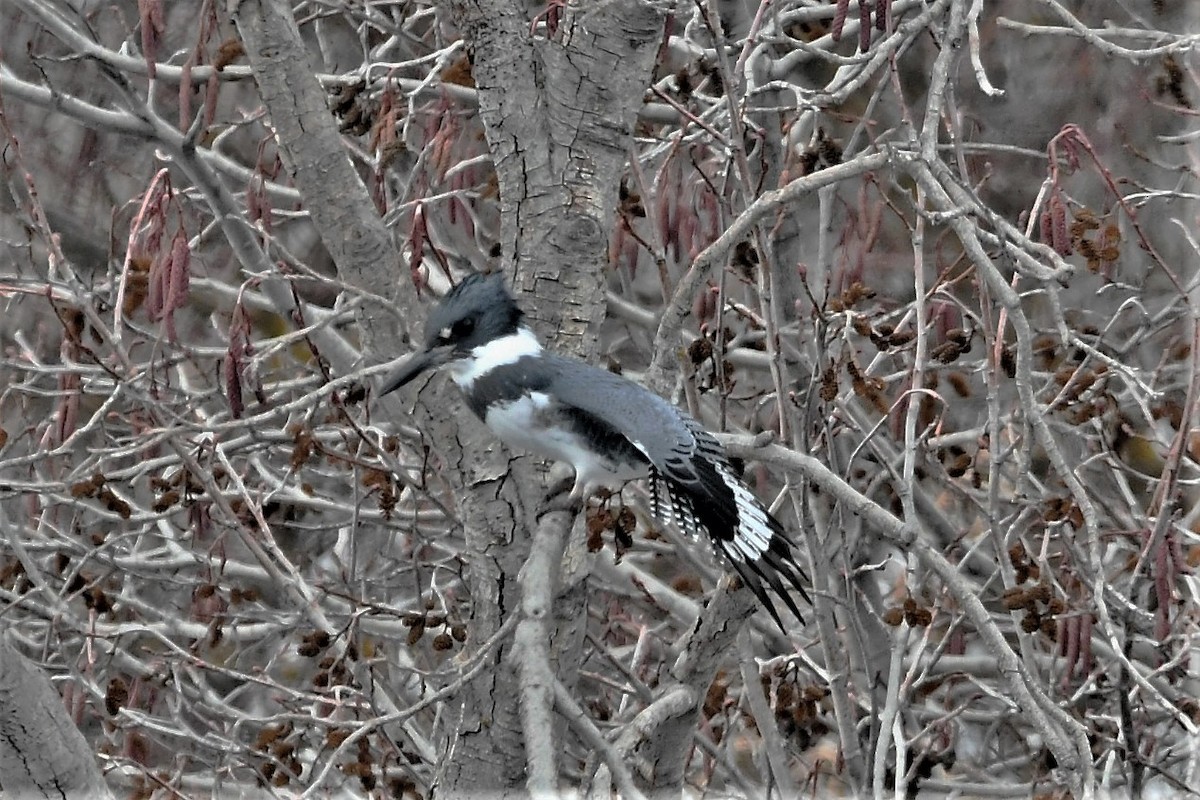 Belted Kingfisher - ML407446091