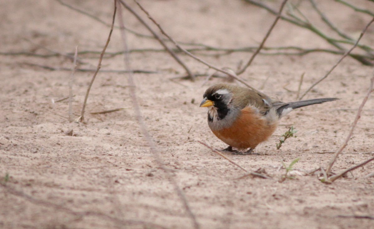 Many-colored Chaco Finch - ML40744661