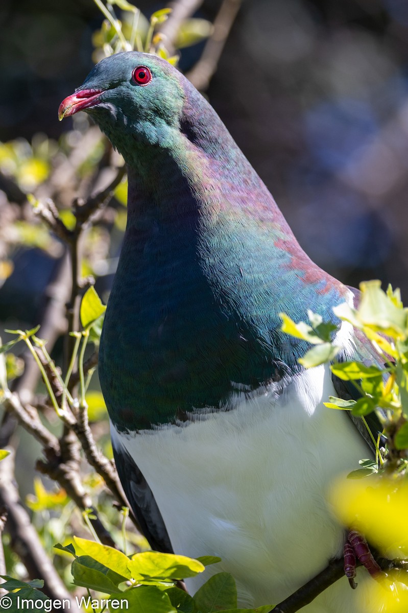 New Zealand Pigeon - ML407450591