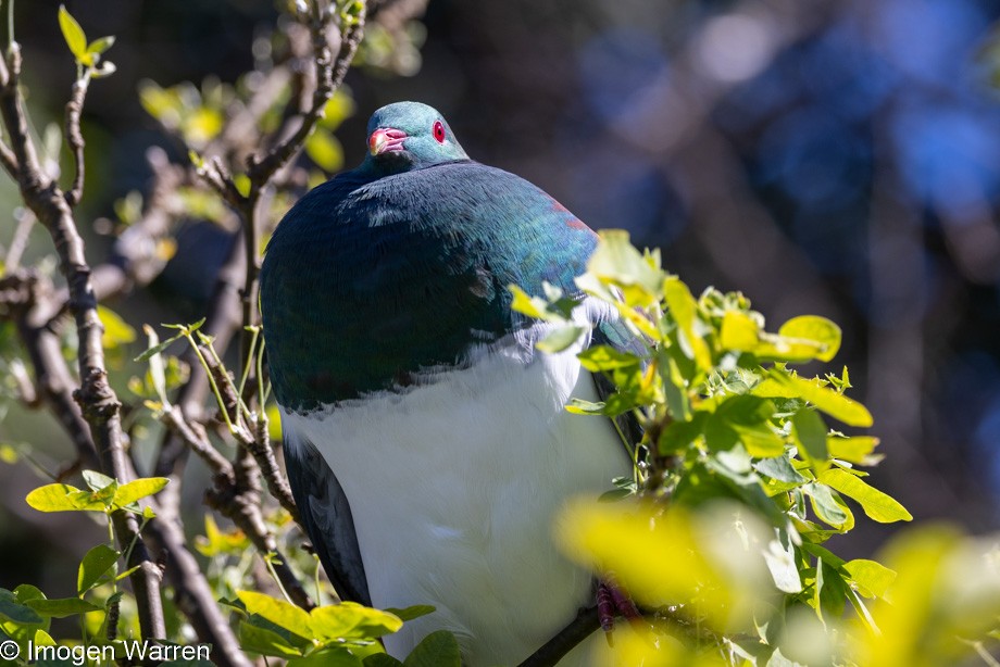 New Zealand Pigeon - ML407450701