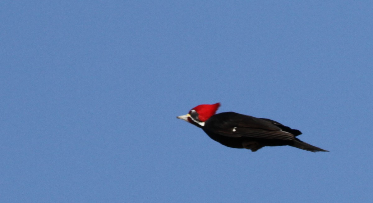 Black-bodied Woodpecker - Ian Davies