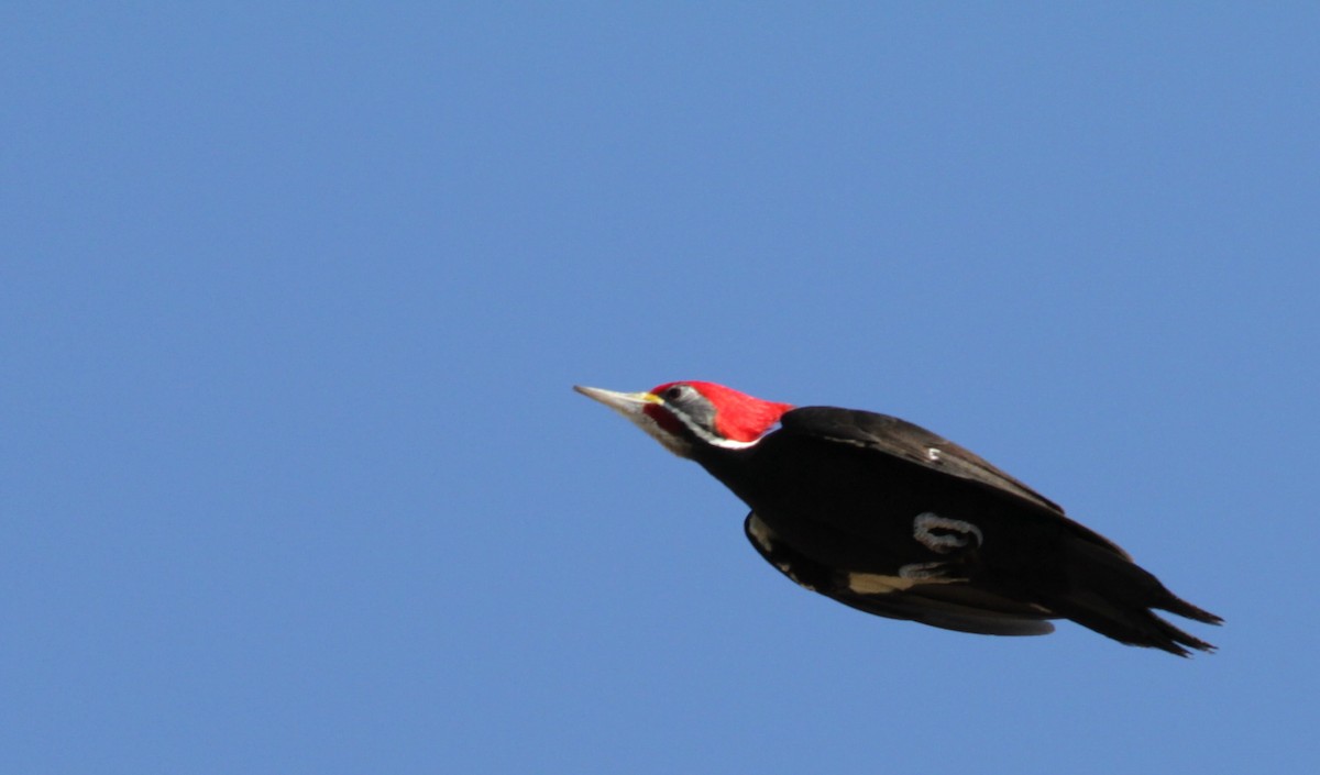 Black-bodied Woodpecker - Ian Davies