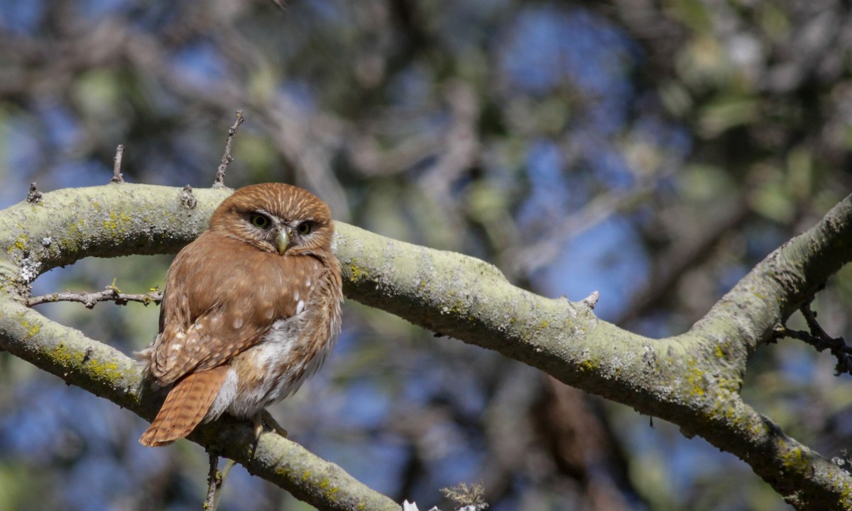 Ferruginous Pygmy-Owl - ML40745251