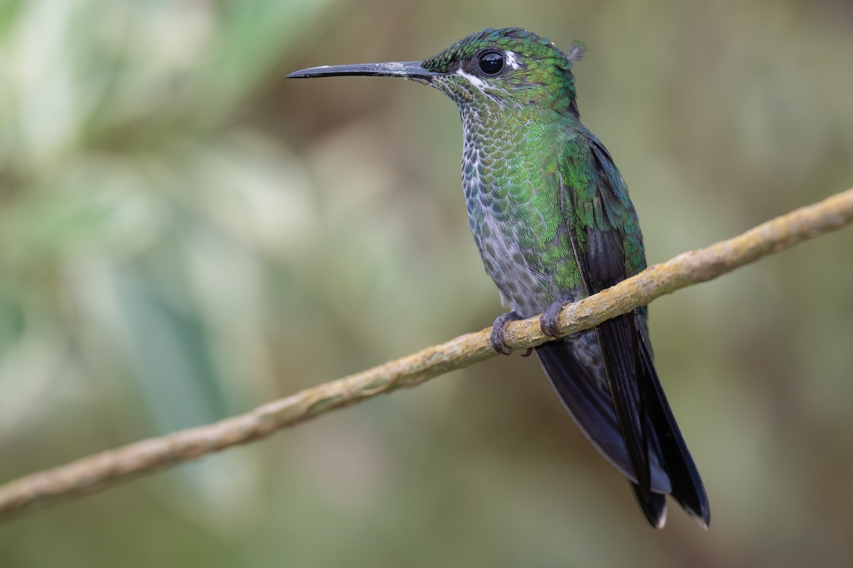 Green-crowned Brilliant - Ben  Lucking