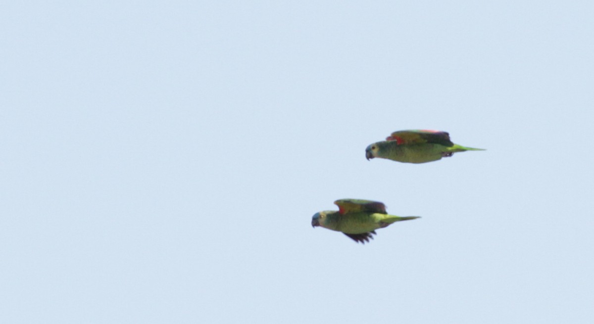 Turquoise-fronted Parrot - Ian Davies