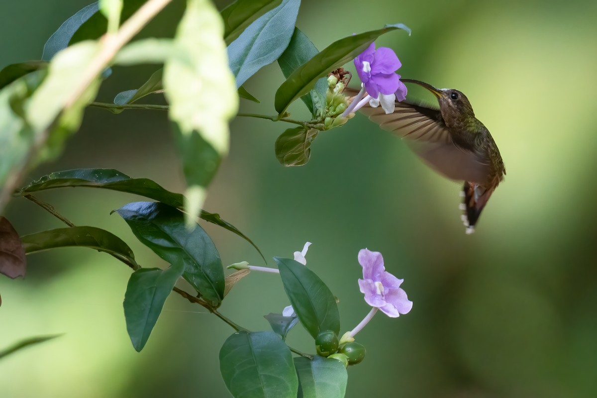 Краснохвостый колибри-отшельник - ML407454001