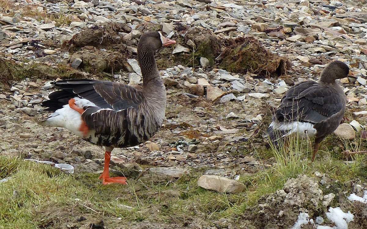 Greater White-fronted Goose - Jean Iron