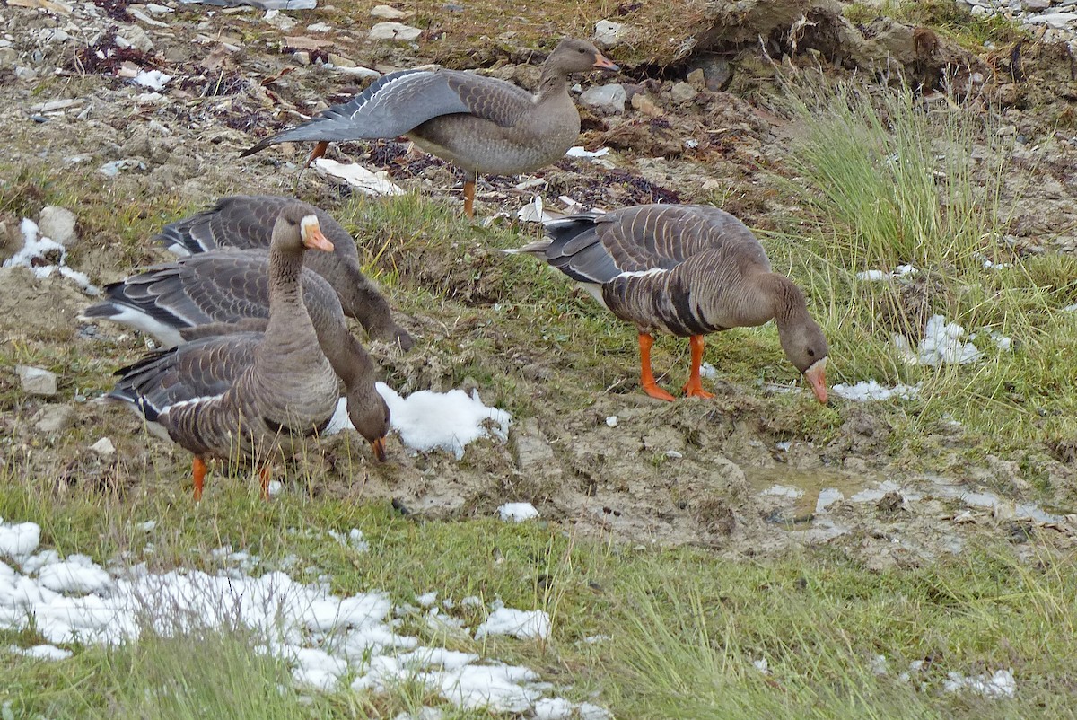 Greater White-fronted Goose - ML407456111