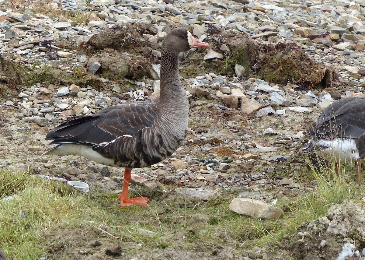 Greater White-fronted Goose - ML407456121