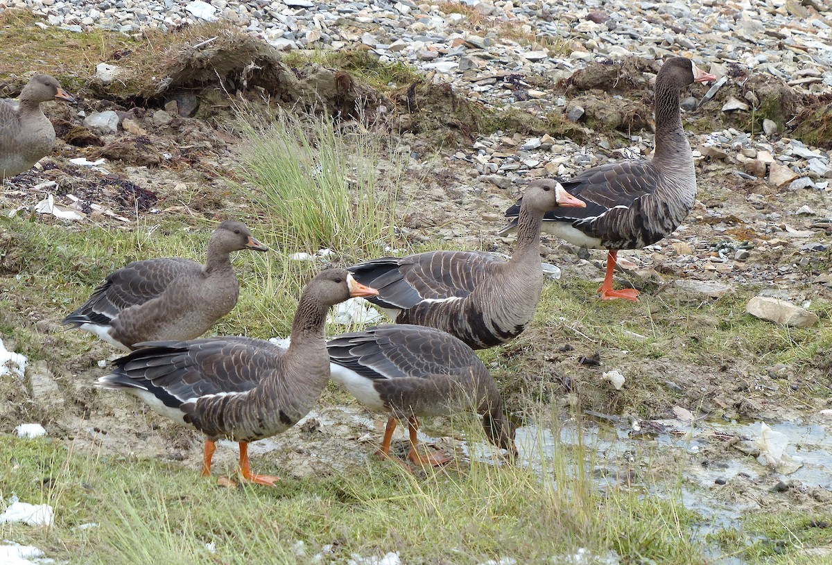 Greater White-fronted Goose - ML407456141