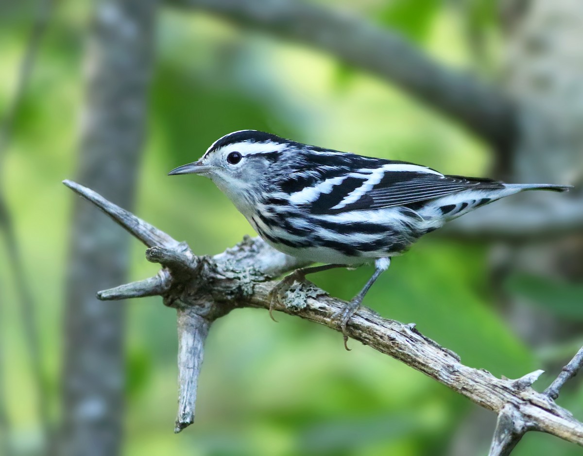 Black-and-white Warbler - ML407456371