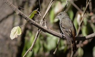  - Plumbeous Black-Tyrant