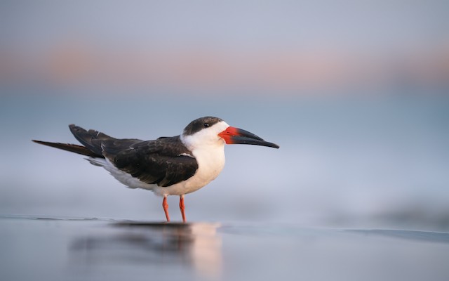 クロハサミアジサシ Ebird