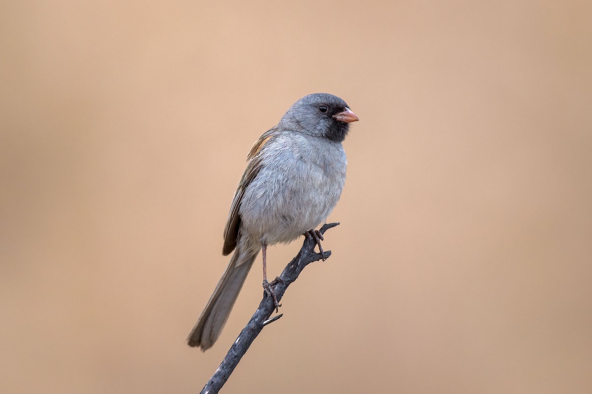 Black-chinned Sparrow - Andrew Newmark
