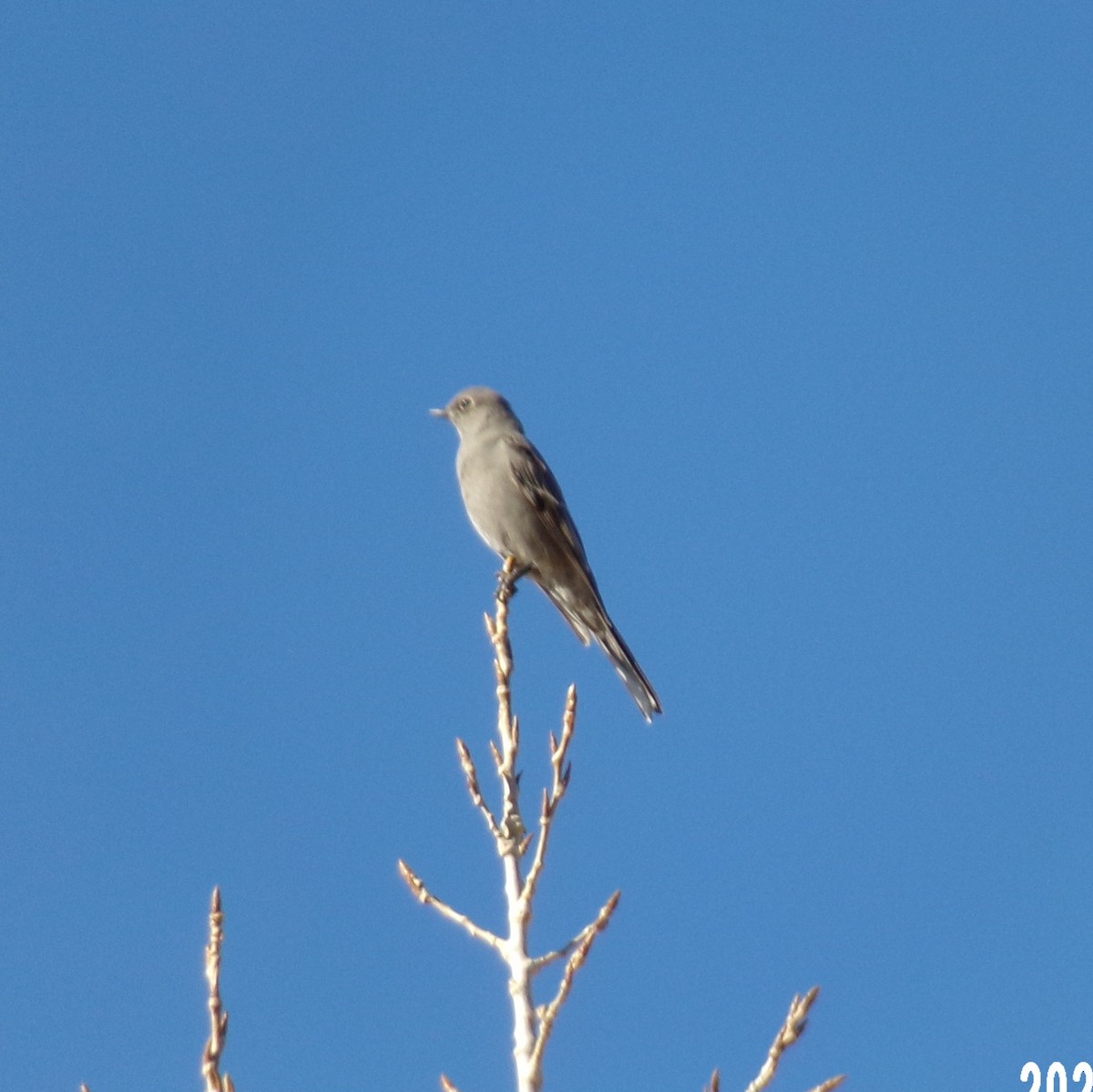 Townsend's Solitaire - ML407463771