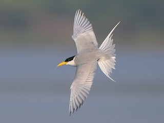  - River Tern