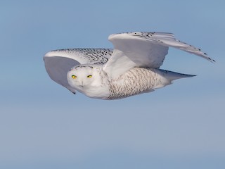  - Snowy Owl