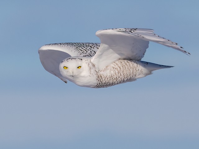  - Snowy Owl - 