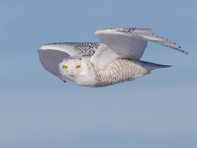 snowy owl with blue eyes flying