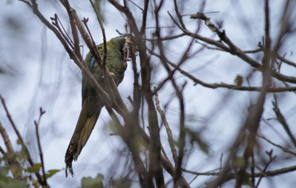 Yellow-collared Macaw - ML40746741