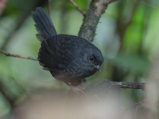  - Tatama Tapaculo