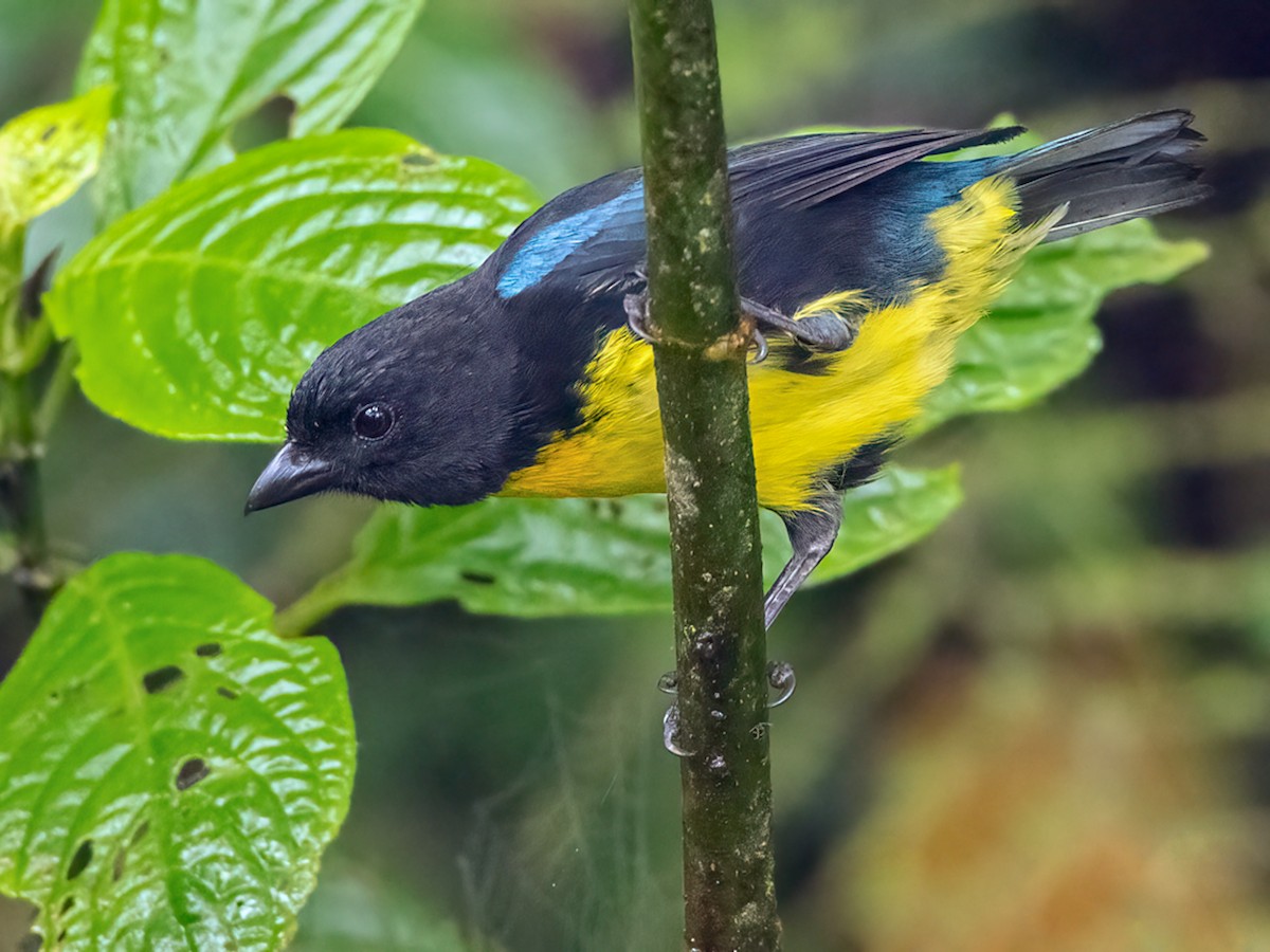 Black-and-gold Tanager - Bangsia melanochlamys - Birds of the World