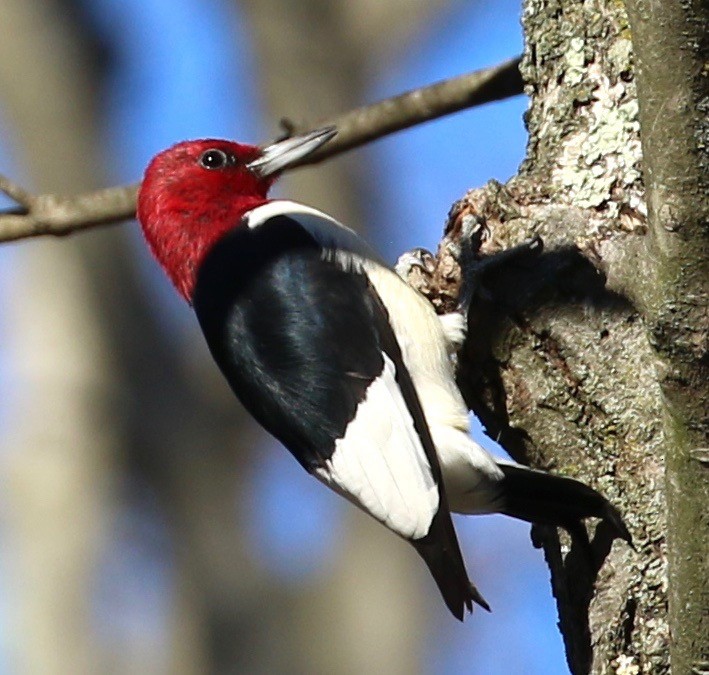 Red-headed Woodpecker - Peggy Cadigan