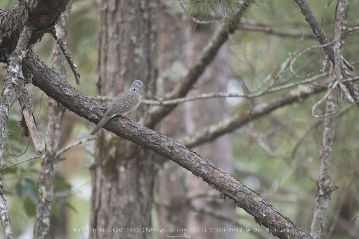 Spotted Dove (Eastern) - Muangpai Suetrong